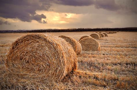 straw   field  stock photo public domain pictures