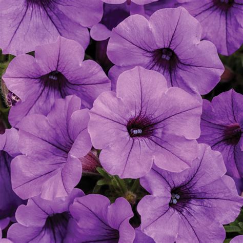 Supertunia Mini Vista® Indigo - Petunia hybrid | Proven Winners