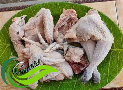 memulai usaha budidaya ayam kampung media hobi  informasi