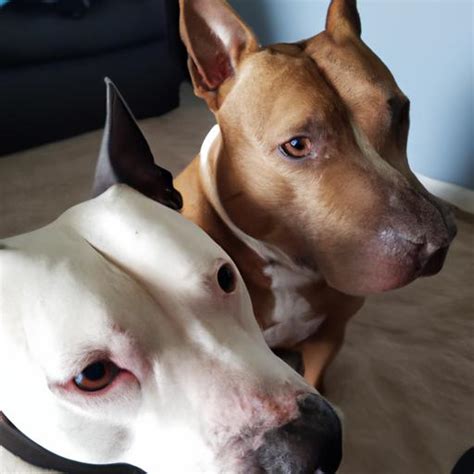 Mini Pitbull Dogs: Understanding Their Unique Traits and Care