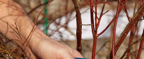 pruning techniques  comprehensive overview