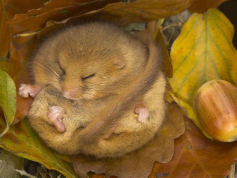 UK dormice in danger of extinction as numbers plummet 72 per cent in 21