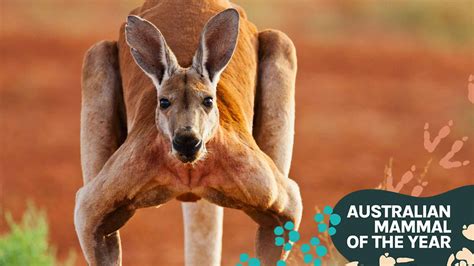 red kangaroo australias largest native land mammal amoty