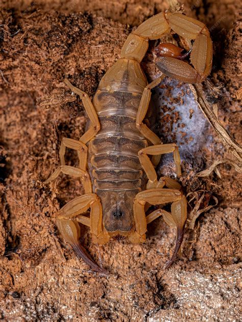 Premium Photo | Adult Female Brazilian Yellow Scorpion