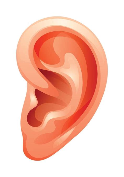 ear illustration isolated  white background vector cartoon