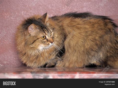 Big Beautiful Fluffy Image & Photo (Free Trial) | Bigstock