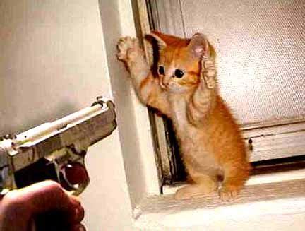 cat burglar humor  lifes essence