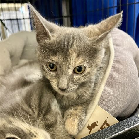 Monica Leigh – Feral Feline Friends of East Tennessee