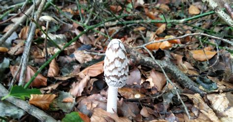 misidentifying fungi hares ear