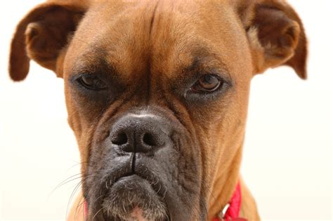 Can Dogs Eat Expired Meat? - American Natural Premium