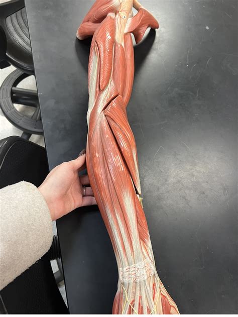 arm posterior lateral diagram quizlet
