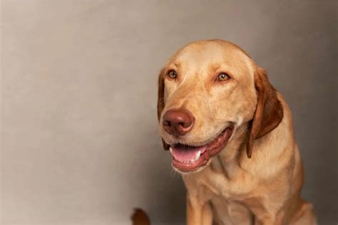 Dudley Labrador: Everything You Need To Know About This Dog