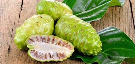 Para Que O Noni Serve - Noni Fruta: Para que serve, valor nutricional, benefícios e uso | Cura ...