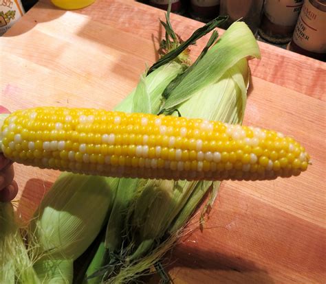 microwaved sweet corn goddess cooks