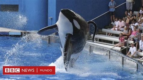 O Que Aconteceu Com A Orca Que Matou A Treinadora - Muere Tilikum, la orca más grande en cautiverio y famosa por matar a su ...