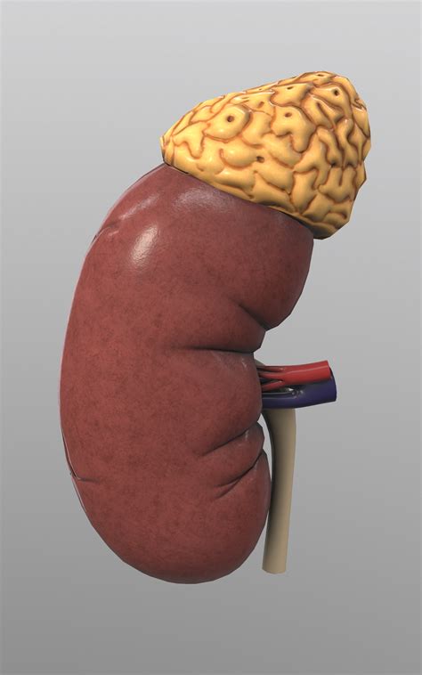 Kidney 3D Models download - Free3D