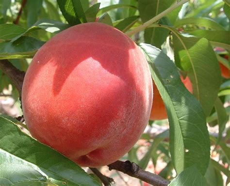 Peaches