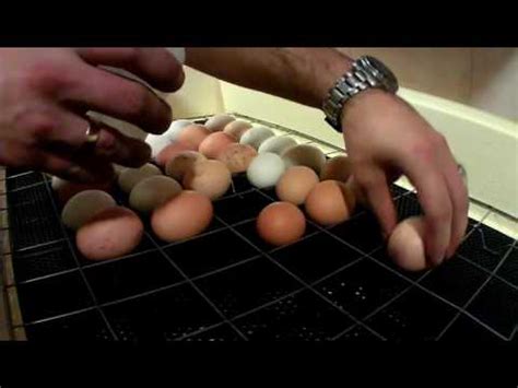Инкубатор Золушка(98 яиц) (мой фильм о сборке,закладке и выводе) - YouTube