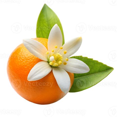 Bright juicy orange with flower isolated on a transparent background