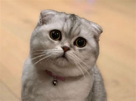 Kucing Scottish Fold Untuk Dijual - Madeleine-has-Stafford