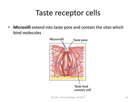 PPT - Taste PowerPoint Presentation, free download - ID:1947080