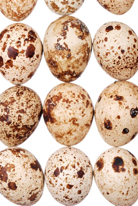 photo   quail egg stock photo image  healthy