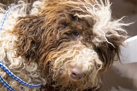 The New Cava-Poo-Chon – The World’s Most Perfect Dog?
