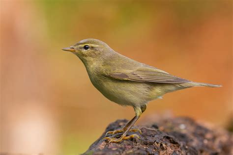 Willow Warbler Bird Facts | Phylloscopus Trochilus