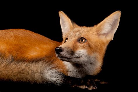 red fox vulpes vulpes vulpes joel sartore