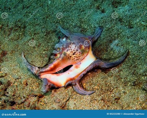 shell  mollusc stock photo image  ocean reef shell