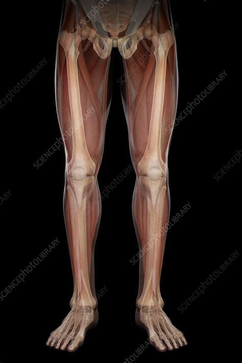 Leg Musculature, illustration - Stock Image - C025/5630 - Science Photo ...
