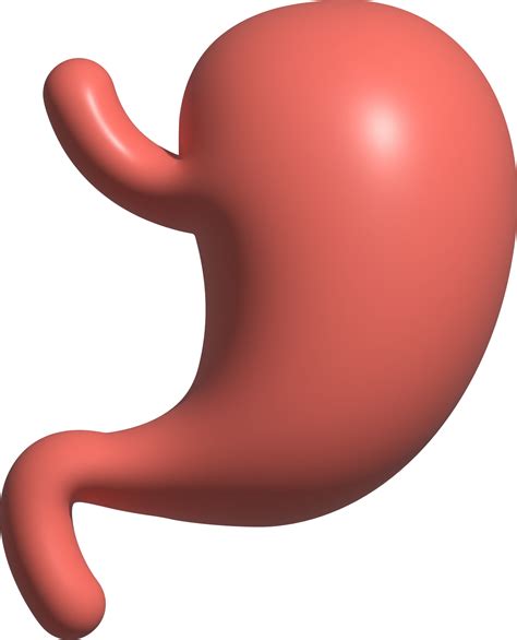 3d illustration of stomach 17811819 PNG