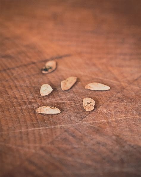 umbrella tree schefflera actinophylla 4