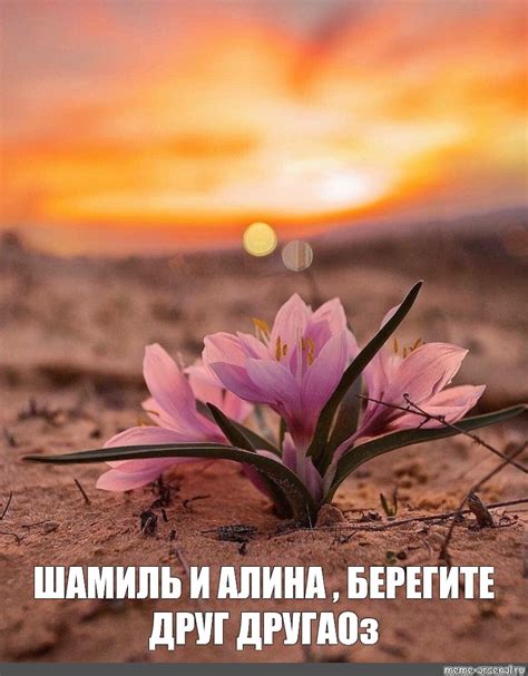 Meme: "ШАМИЛЬ И АЛИНА , БЕРЕГИТЕ ДРУГ ДРУГАОз" - All Templates - Meme ...