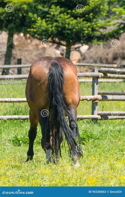 horse arse stock image image  snout field gras animal