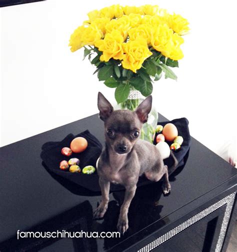 happy easter! enjoy our gallery of chihuahuas dressed up in easter ...