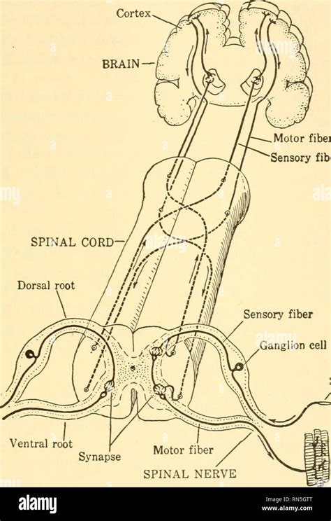 Sensory Nerve Fiber