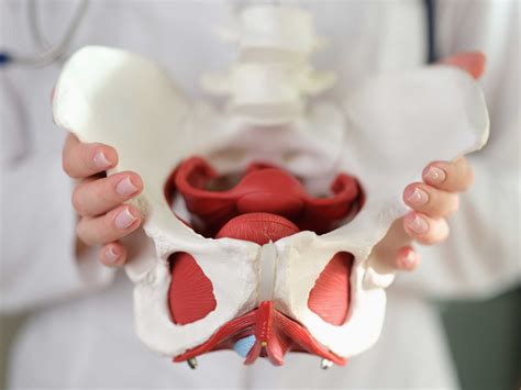 Pelvic Muscles Women Deserve To Know: The Stretched Pelvic Floor