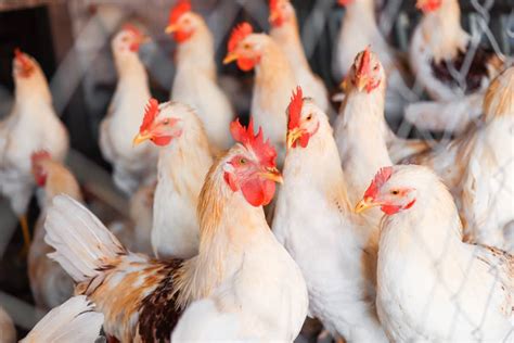 start poultry farming  odisha step  step business plan