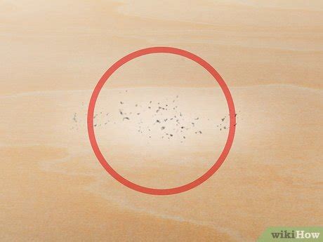 how to know if i have fleas