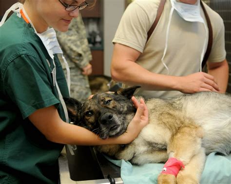 How to Become a Veterinary Assistant - 2024 Certification Guide
