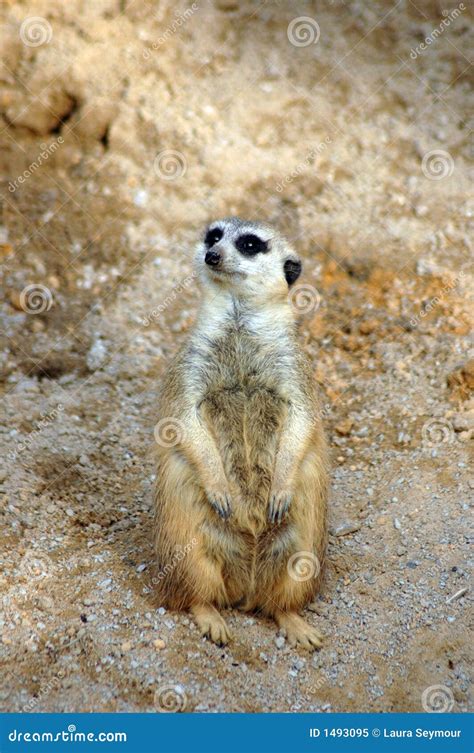 Meerkat in habitat stock image. Image of rodents, rodent - 1493095