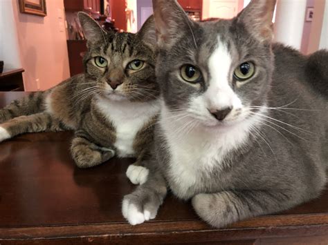 Cat adoption in Atlanta, GA 30341: Tabby Cat "Jack and Dobby"