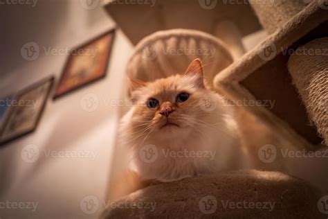 Indoor photo of sacred birman cat 2776301 Stock Photo at Vecteezy