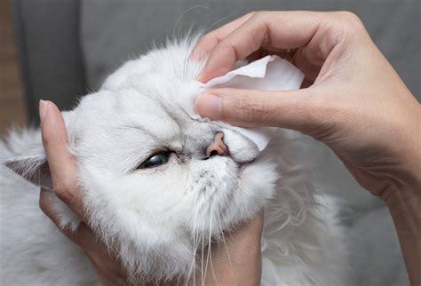 How to Recognize and Treat Cat Conjunctivitis - Companion Animal