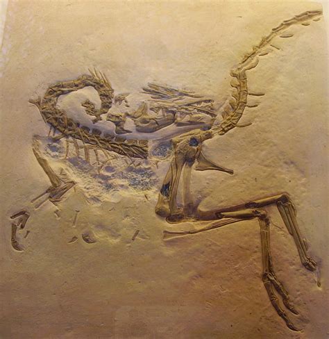 Compsognathus | Fossil Wiki | Fandom