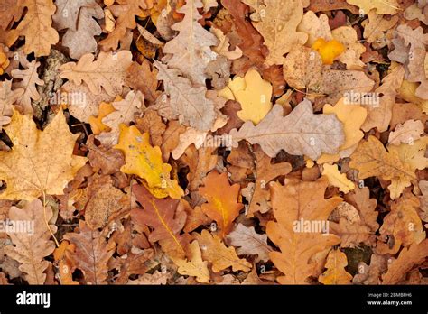 autumn leaves top view colorful fallen foliage design background