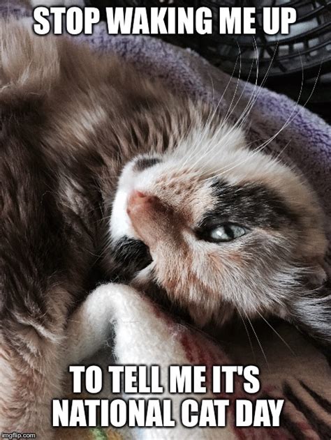 Image tagged in national cat day - Imgflip