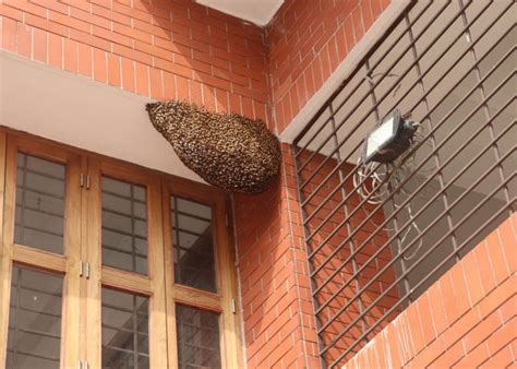 How to Get Rid of a Bee's Nest?