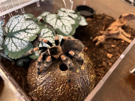 how to tarantula shaking at home 1